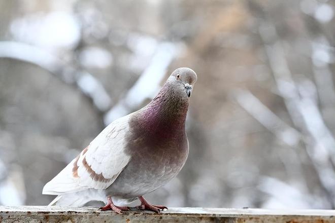 借来”的关在特殊笼子放飞有的已经到家了PG麻将胡了2模拟器8万羽和平鸽都是“(图2) 借来”的关在特殊笼子放飞有的已经到家了PG麻将胡了2模拟器8万羽和平鸽都是“(图2)