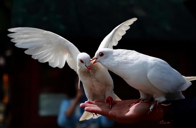 借来”的关在特殊笼子放飞有的已经到家了PG麻将胡了2模拟器8万羽和平鸽都是“(图5) 借来”的关在特殊笼子放飞有的已经到家了PG麻将胡了2模拟器8万羽和平鸽都是“(图5)