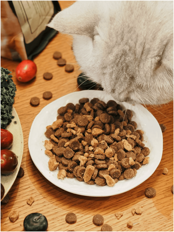 球首发“双拼倍护猫粮”巨头的中国战略再提速麻将胡了免费试玩宠物食品新闻：爱肯拿在华全(图5)