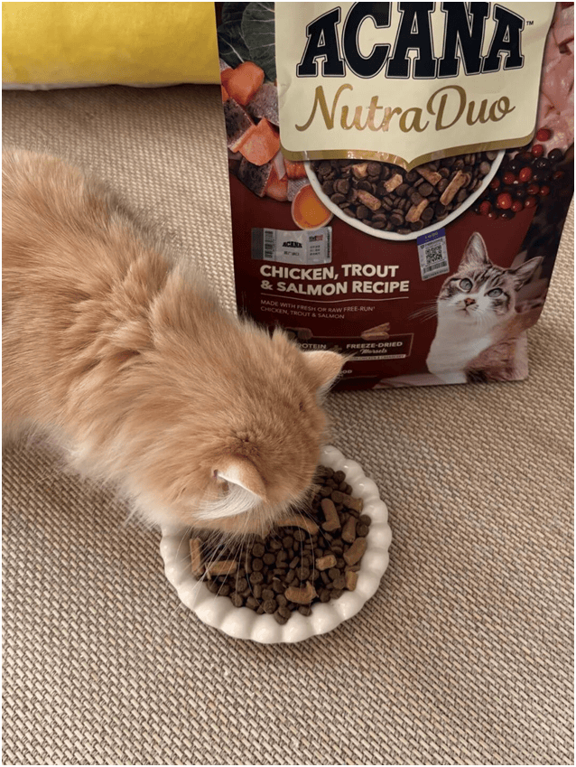 球首发“双拼倍护猫粮”巨头的中国战略再提速麻将胡了免费试玩宠物食品新闻：爱肯拿在华全(图8)