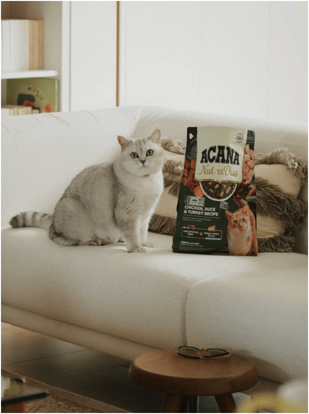 球首发“双拼倍护猫粮”巨头的中国战略再提速麻将胡了免费试玩宠物食品新闻：爱肯拿在华全(图9)